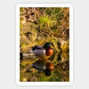 Mallard in reflective mood Sticker